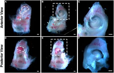 A Novel in vitro Model Delineating Hair Cell Regeneration and Neural Reinnervation in Adult Mouse Cochlea